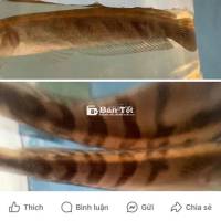 Cá Lóc Vảy Rồng Đỏ - Bán 2 Con