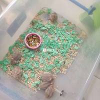 Hamster - Chuột Hamster Nhà Trồng, Sức Khỏe Tốt  