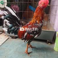 Điều bông Điều bông tơ zin, trạng 1k2, máy chục