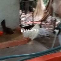 Bán Gà Tre Màu Siêu Mỹ - Đã Rớt Trứng Sổ  