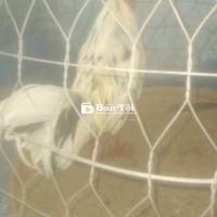 Bướm Tơ Zin 2kg4 Trạng 2kg5 Sung Túc Máu Lửa  