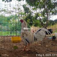 Bướm sil mỹ Gà hiện 3 kí đúng