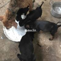 Cần tìm gia đình cho bầy chó lai Phú Quốc (5 em) – 2 tháng tuổi, ăn tốt  