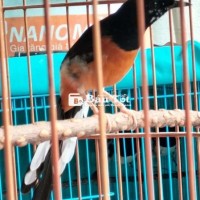 【Sơn Trà Giọng Hay - Ai Cần Kết Bạn Zalo Xem Video】  
