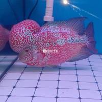 Red Kamfa Kamfa Size Bàn Tay - Đẹp Long Lanh Như Clip