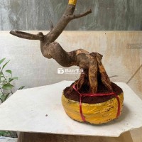 Mai Vàng Dáng Đẹp Hoành 22, Cao 43, Hoành Gốc 42 - Có Ảnh Demo Tham Khảo  