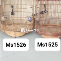 Chim chòe than bổi tuyển 👉👉👉Bổi tuyển đẹp cao cầu, đuôi ben cao giựt xòe liên tục, chim tố chất cho anh em khai thác.  