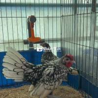 Bán 1 cặp vảy cá bạc 5 tháng - Gà chuẩn đẹp