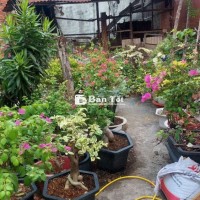 Bán bông giấy kiểng - Giống mới, hoành cổ to  