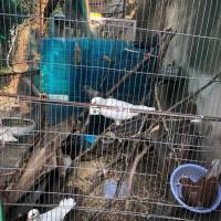Bồ câu gà không nuôi, thanh lý - Dẹp chuồng cần bán gấp