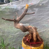 Mai Vàng Dáng Đẹp - Hoành Thân 22, Cao 43, Hành Gốc 42  
