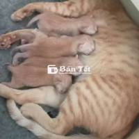 Tặng mấy bé mèo cho ai yêu thương thật sự! 🐾
