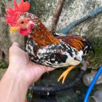 Gà Cờ Cộc Bé Điều Bông Cờ Cộc - Ae Quan Tâm Alo Em  