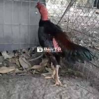 Bán Gà Giao Bộ Chào Mào Nghe Hót - Gà Tơ Chưa Xổ Xẹt  