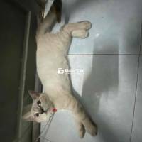 Mèo Xiêm Lai Đực - Cái Nhà Trật Không Có Chỗ Nuôi Nữa  