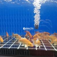 Chép Sử Tử và Phi Tàn - Chép Sư Tử Mini SPS  