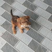 Bán cún hoặc giao lưu chim