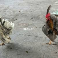Bán gà Serama thuần giống nhập khẩu Malaysia  