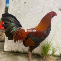 ### Gà Đá Chất Lượng Cao, Giá Hợp Lý
