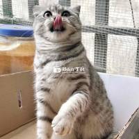 Trong quá trình chuyển nhà, mình cần tìm người yêu thương chăm sóc cho bé mèo ALN của mình. Bé là mèo cái màu Tabby Silver, thuần Việt, khoảng 8-9 tháng tuổi. Bé chưa triện sản, rất phù hợp để nuôi nếu bạn muốn nhỏ ở nhà sinh sản. Bé dễ ăn, dễ chăm sóc, sạch sẽ và biết đi vệ sinh đúng chỗ, sức khoẻ tốt. Nếu bạn quan tâm, liên hệ với mình để biết thêm chi tiết và đưa bé về nhà mới nhé!
