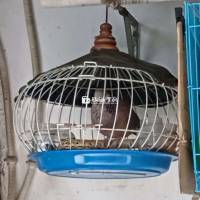 Bán Cu Gáy Malai Nguyên Bộ - Gáy Gù Cả Ngày, Làm Mồi Cực Hay  