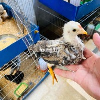 cặp gà tre bắc cộc 1 tháng