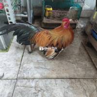 GÀ TRE RẶC FORM LÙN