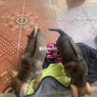 Chó con cần tìm chủ tốt