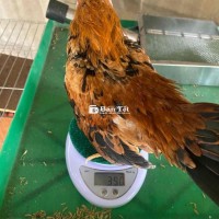 Tre bắc cộng, bắc tít gà tại Sóc Trăng, có gà từ nọc đến gà nhỏ