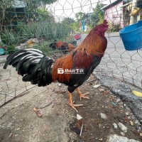 Hue Đuôi Lao Hiện 2K9 Lông Mới Tay Tốt  