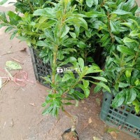 Cây Thanh Mai Cao 45-50cm - Trung Tâm Giống Cây Trồng Tiên Tiến Chẩn Lượng Cao