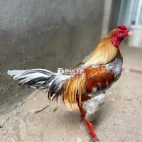 1kg6 chơi liền - Gà tay chất lượng, lông mới, sẵn sàng về bụp ngay!  
