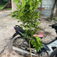 Cây bưởi luận văn cỡ choai