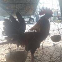 Thanh Lý Gấp Mỹ F1 2K2 - Cảng Tre/Đá Lấu, Chơi Thử Trước Khi Mua  
