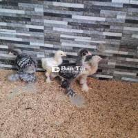 Bán 6 gà kỳ lân hơn 1 tháng tuổi. 250k/con