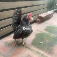 Mái Serama Màu Cú Cho Anh Em Chơi 2₫₫ - Gà Không Tật Lỗi Gì  
