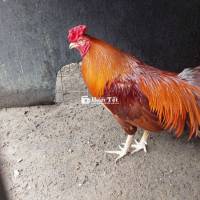 Gà Nồi 2k5 - Mới Bắt Từ Dưới Quê Lên  