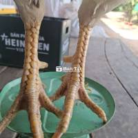 Thanh Lý Bướm Chân Vuông 2kg9 Trạng 3kg - Gà Tơ Rin Thay Lông  