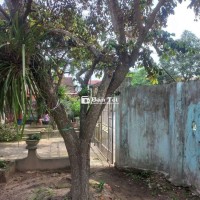 Cần bán cây vú sữa nếp đẹp  