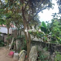 Nhà có mấy cây vú sữa đẹp cần bán  