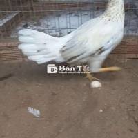 Thai My Thái Mỹ hiện tại 2k2... Đang đẻ lứa so... Gà bao tật lỗi... Có ship cho anh em ở xa  