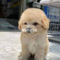 Poodle Mơ Thuần Chủng 2 Tháng Tuổi - Đã Tiêm Vacxin + Xổ Giun Đầy Đủ  