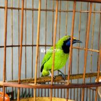 Chim Thuần 2 Mùa Chơi Cánh Bộ To, Lông Mượt Đẹp