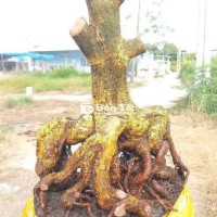 Mai vàng bosai đế lu khủng đẹp