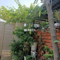 Thanh lý cây Huyền Trân Công chúa siêu đẹp!