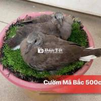 cu cườm mã bắc (phấn hồng )