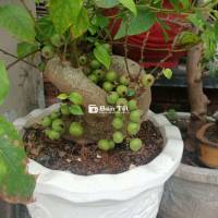 Sung nếp bonsai siêu trái - Cây cảnh đẹp, giá tốt!