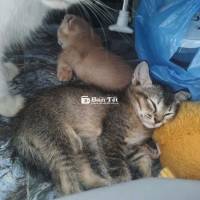 Hai bé mèo nhà mình cần tìm sen mới