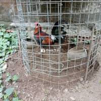 Gà RR Cho Anh Em Nào Cần  