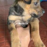 Chó cỏ cái nhà còn 1 con, 2 tháng tuổi, ăn uống bình thường, chỉ bán tại Đà Nẵng  